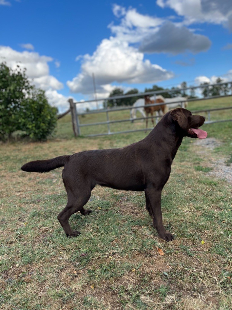 Les Labrador Retriever de l'affixe Angele Henri