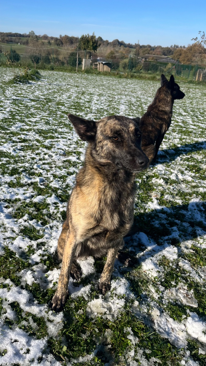 V'bagheera (Sans Affixe)