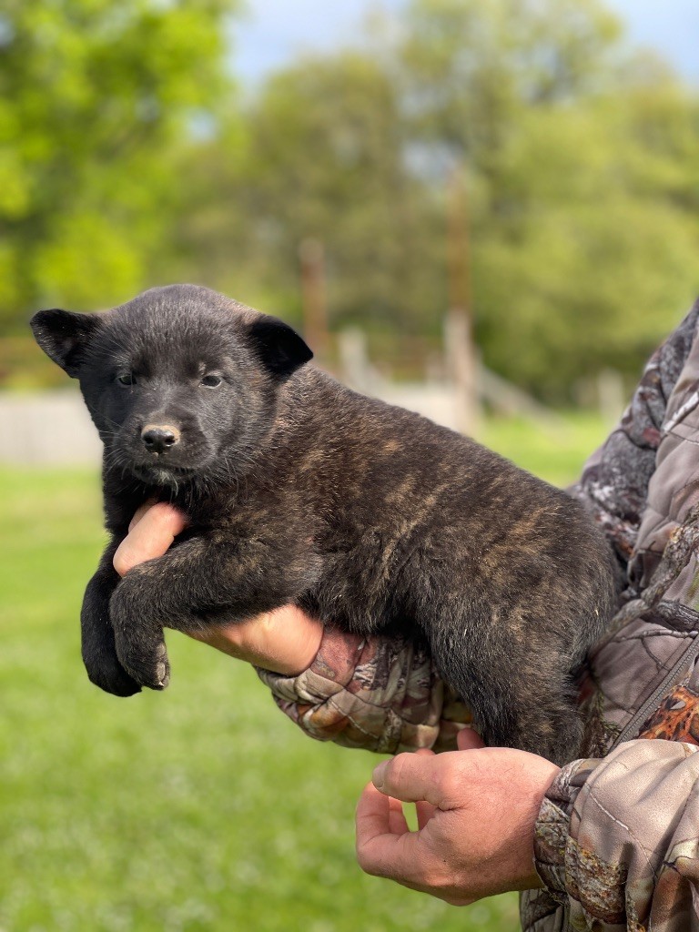 Angele Henri - Chiots disponibles - Berger hollandais