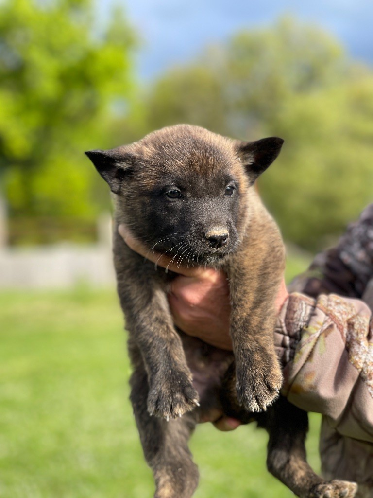 Angele Henri - Chiots disponibles - Berger hollandais