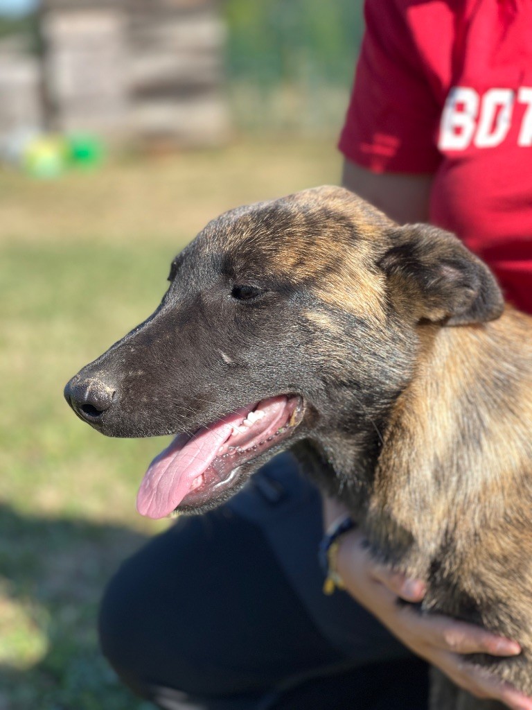 Angele Henri - Chiots disponibles - Berger hollandais